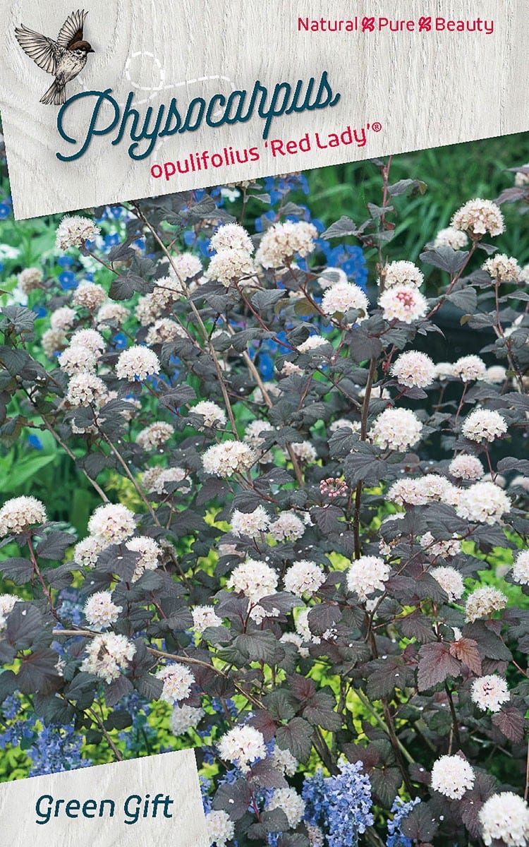 Physocarpus opulifolius 'Red Lady' ®