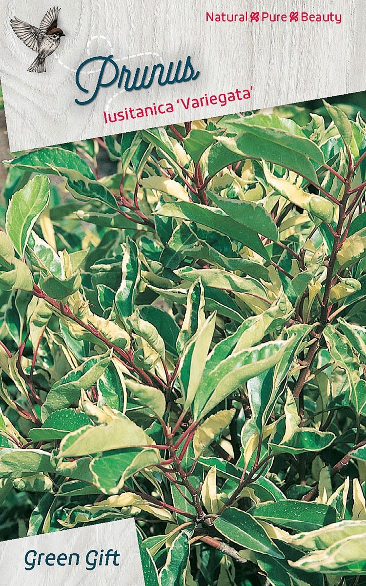 Prunus lusitanica 'Variegata'