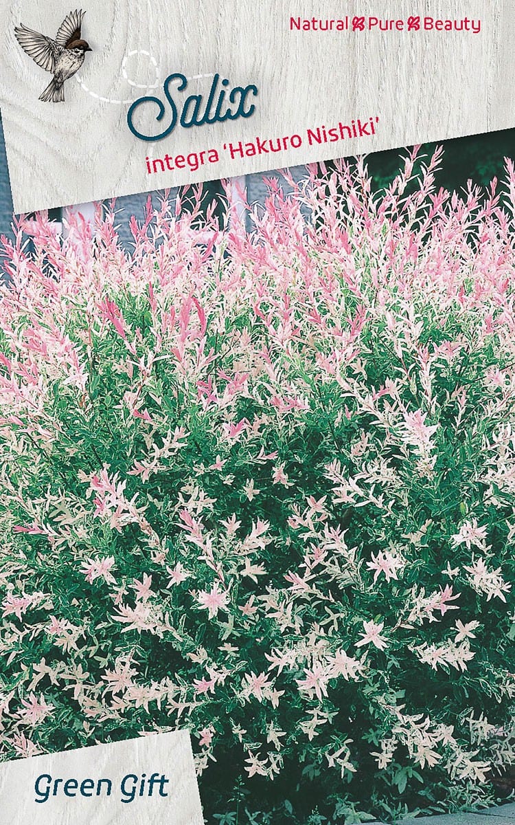 Salix integra 'Hakuro Nishiki'