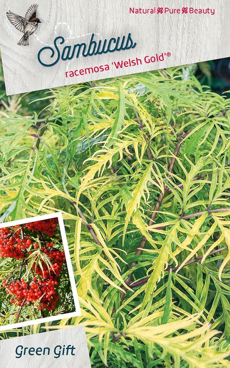 Sambucus racemosa 'Welsh Gold’® (‘Walfinb’PBR)