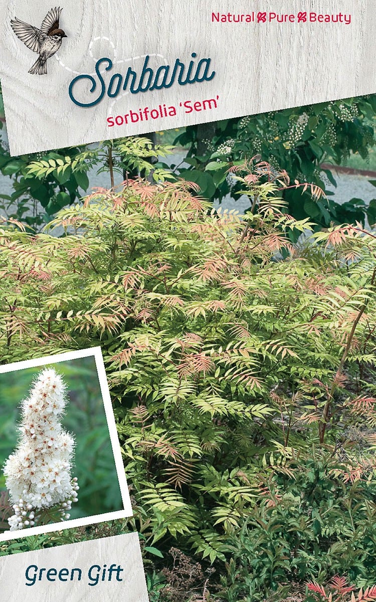 Sorbaria sorbifolia 'Sem'