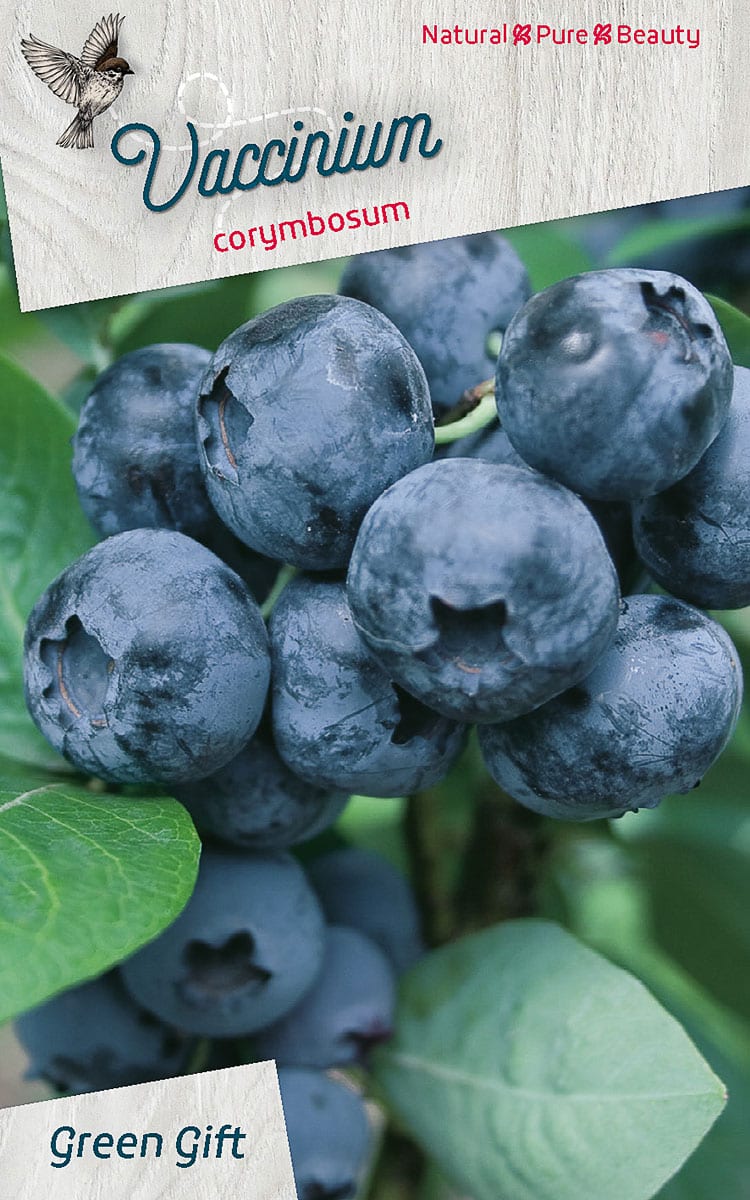 Vaccinium corymbosum