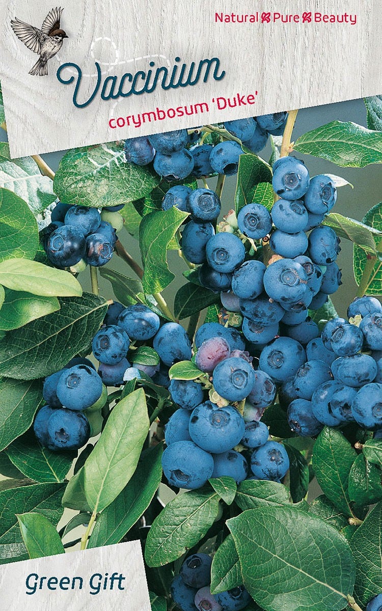 Vaccinium corymbosum 'Duke'