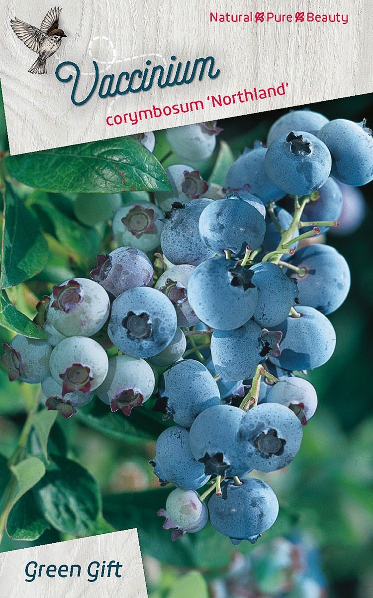Vaccinium corymbosum 'Northland'