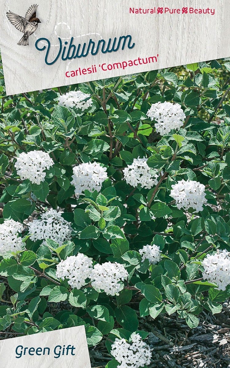 Viburnum carlesii ‘Compactum'