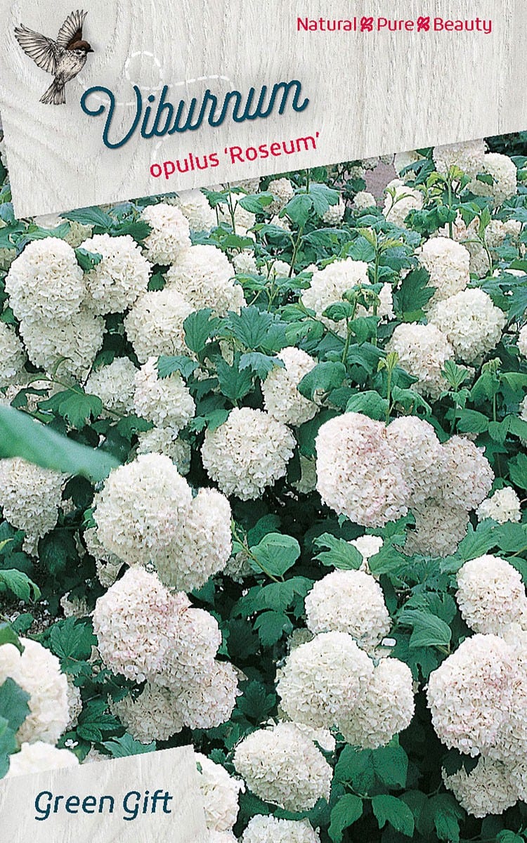 Viburnum opulus 'Roseum'