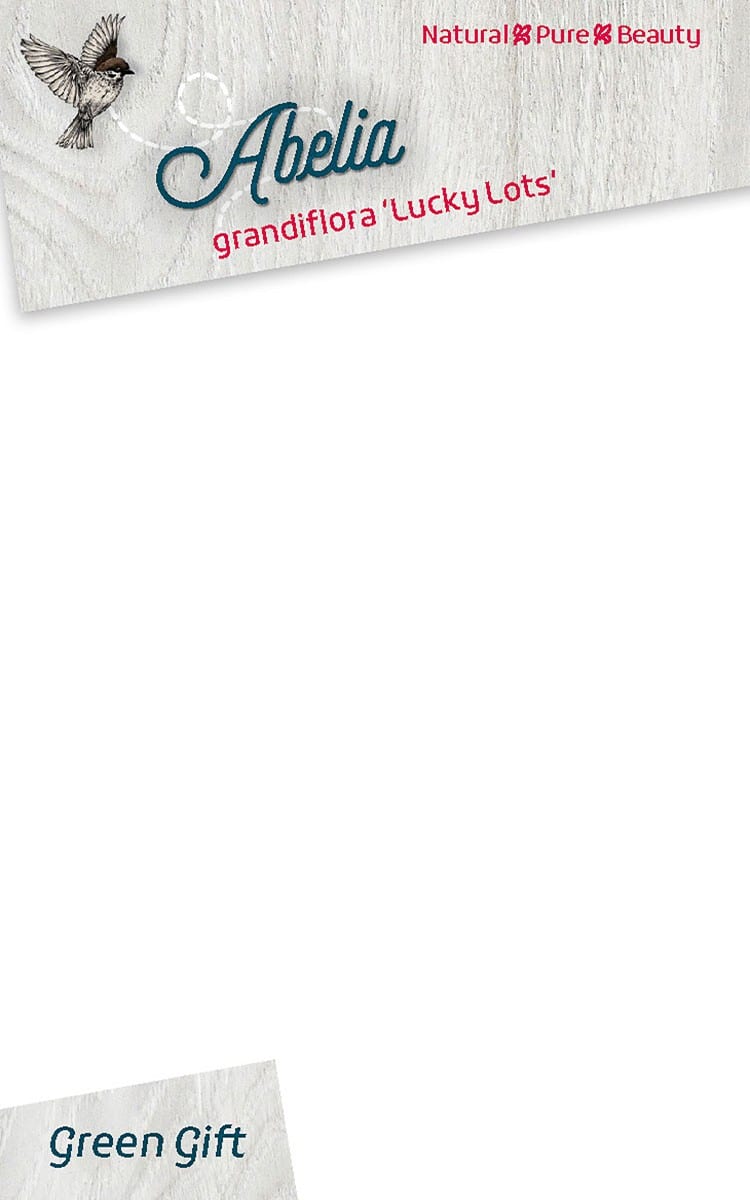 Abelia grandiflora 'Lucky Lots'