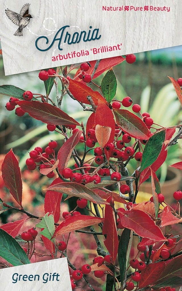 Aronia arbutifolia 'Brilliant