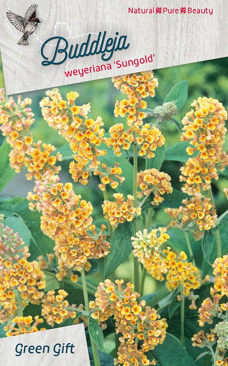 Buddleja weyeriana 'Sungold'