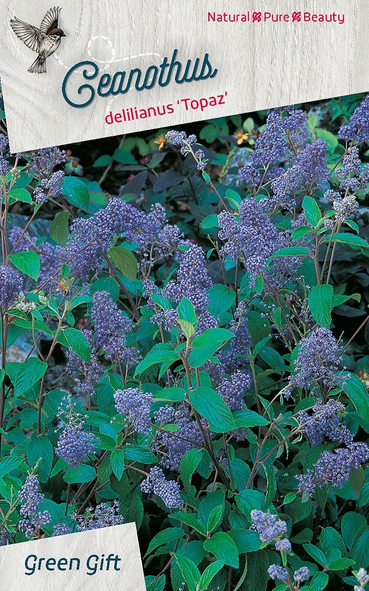 Ceanothus delilianus 'Topaz'