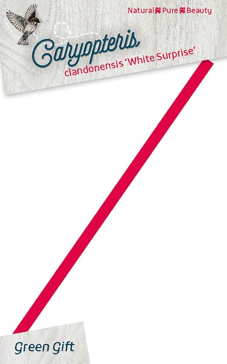 Caryopteris clandonensis 'White Surprise'