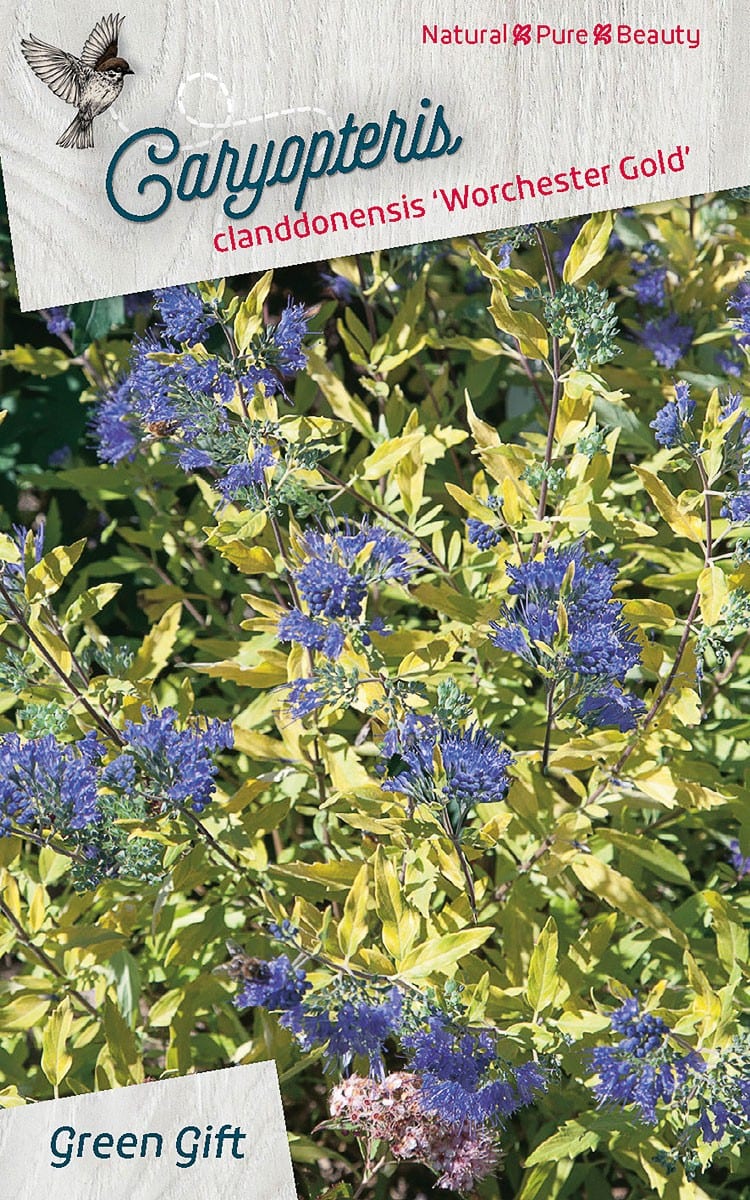Caryopteris clanddonensis 'Worchester Gold'