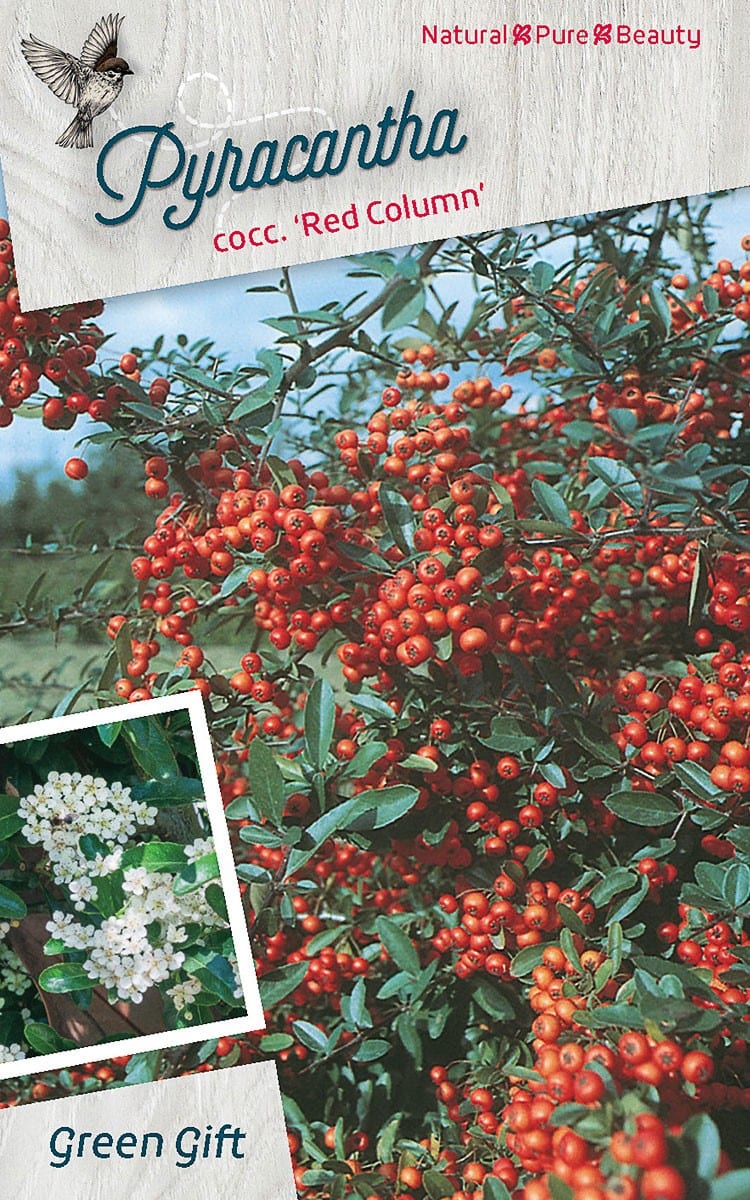 Pyracantha cocc. 'Red Column'