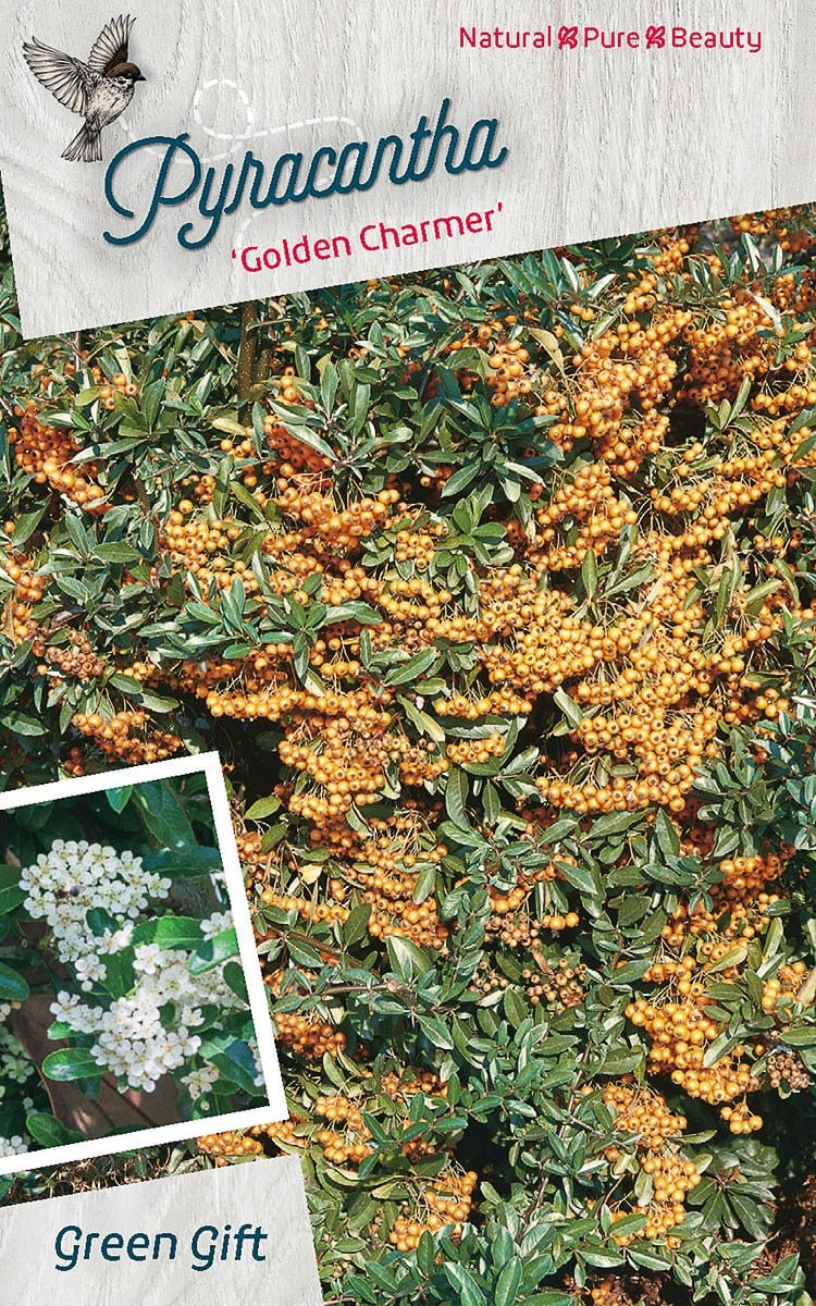 Pyracantha 'Golden Charmer'