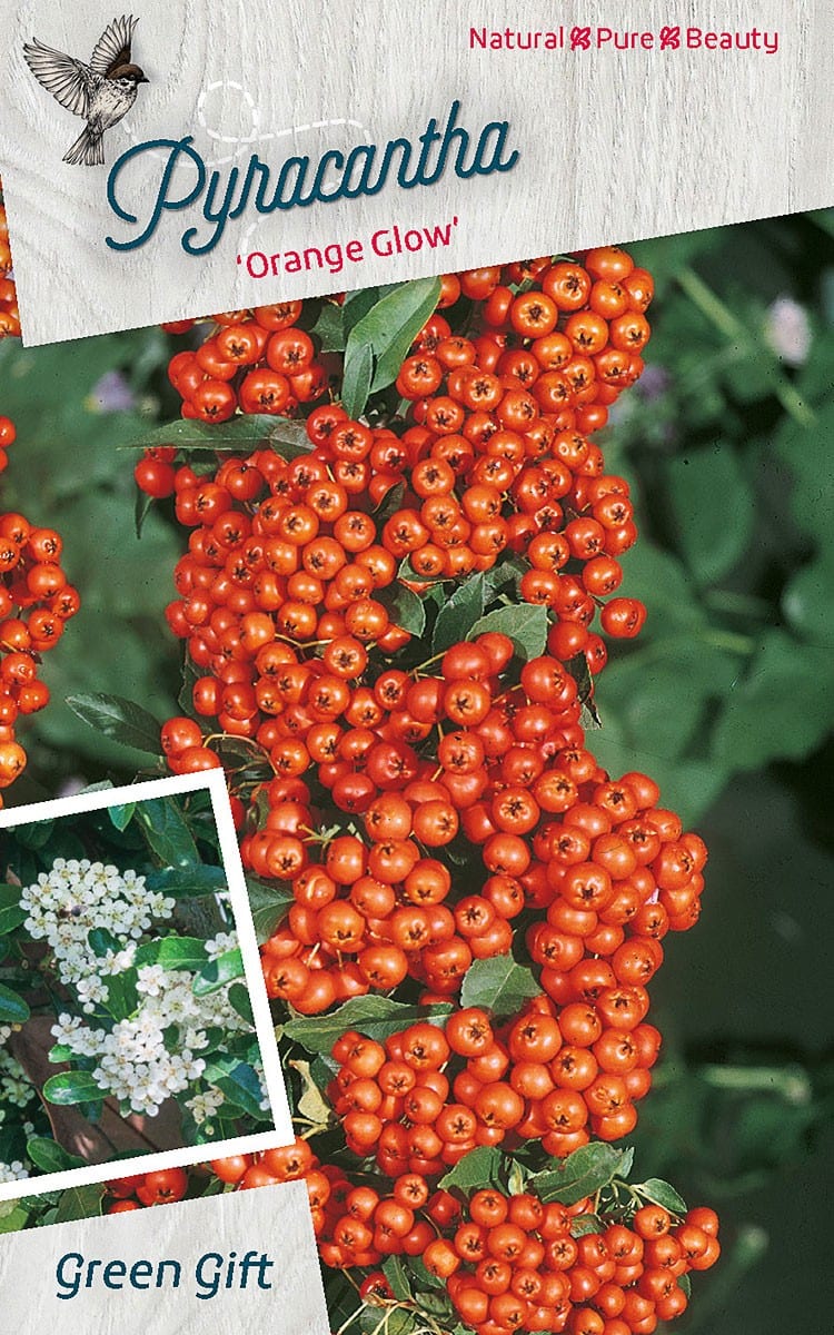 Pyracantha 'Orange Glow'