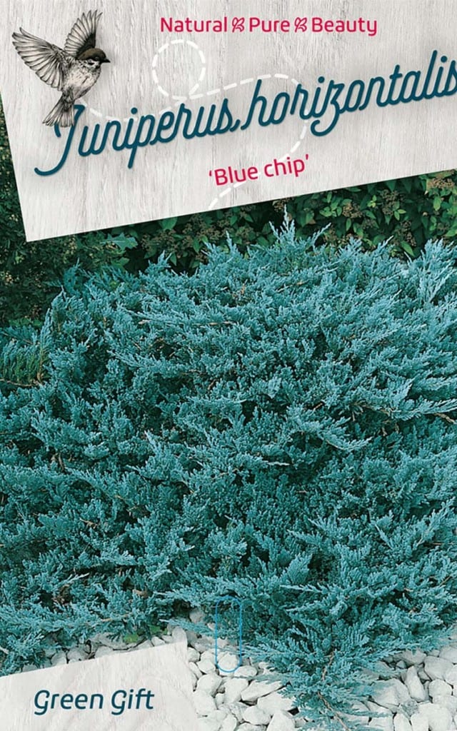 Juniperus horizontalis ‘Blue chip’