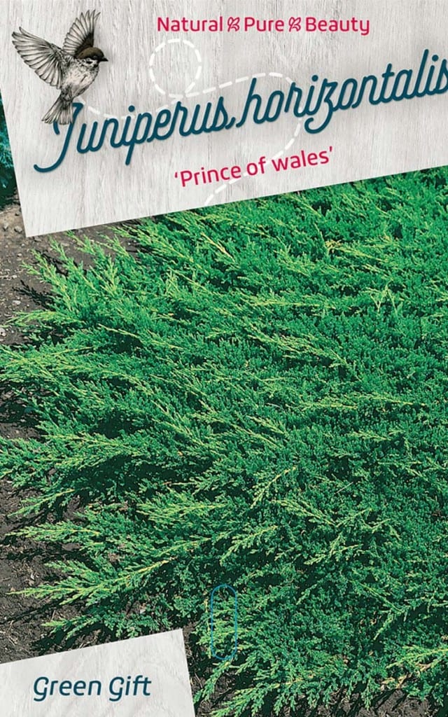 Juniperus horizontalis ‘Prince of wales’