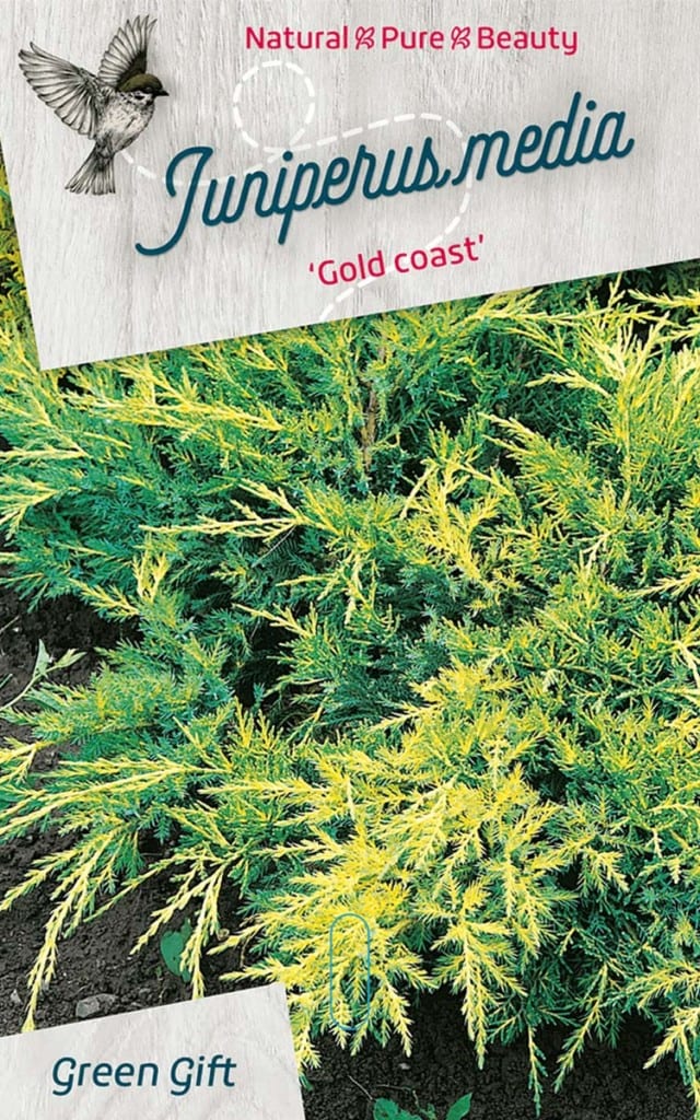 Juniperus media ‘Gold coast’