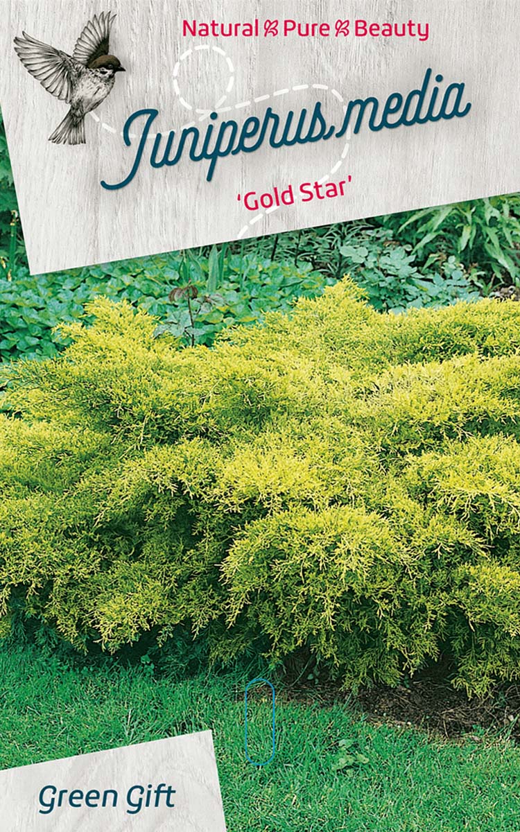 Juniperus media ‘Gold Star’