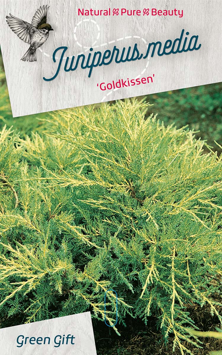 Juniperus media ‘Goldkissen’