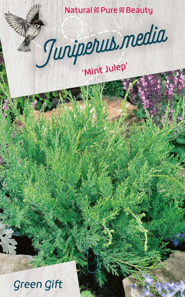 Juniperus media ‘Mint Julep’
