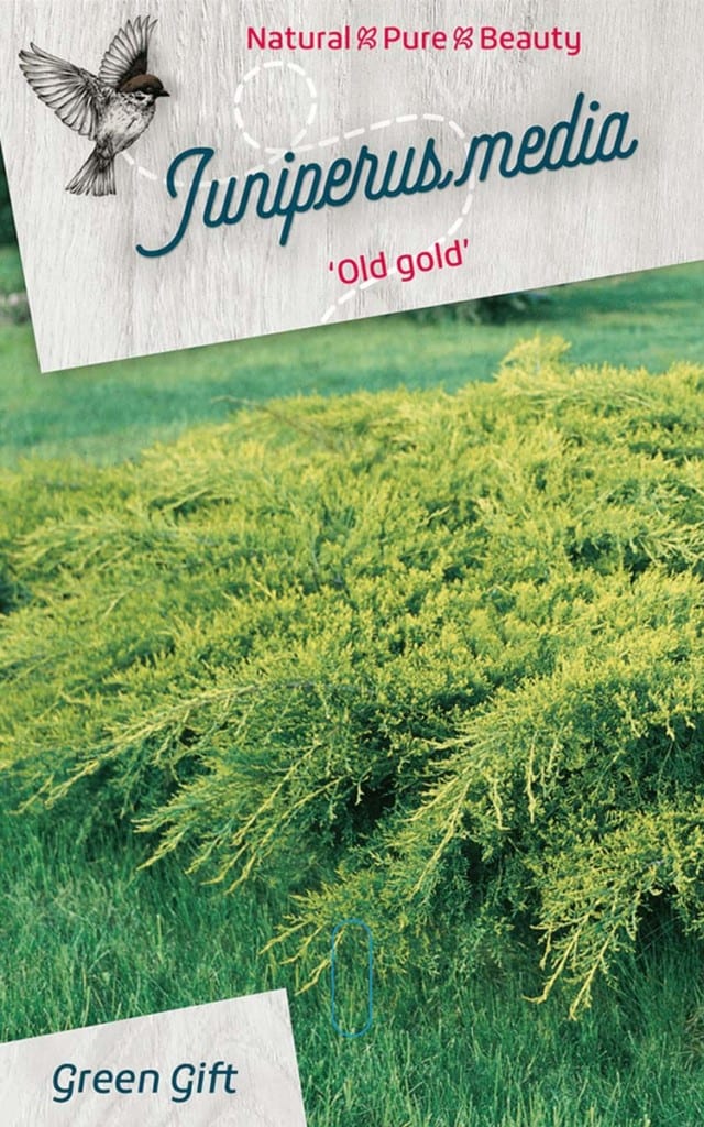 Juniperus media ‘Old gold’