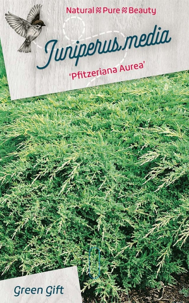 Juniperus media ‘Pfitzeriana Aurea’