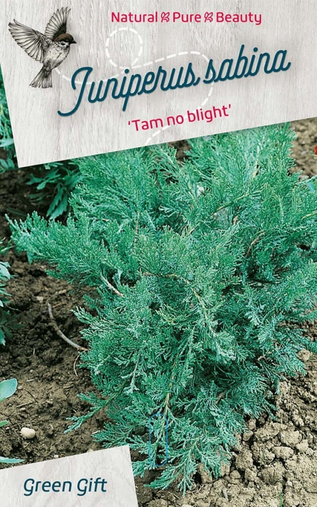Juniperus sabina ‘Tam no blight’