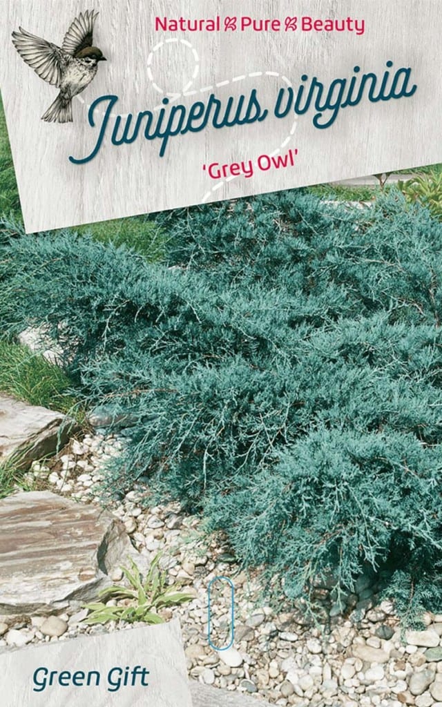 Juniperus virginia ‘Grey Owl’