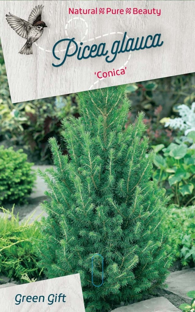 Picea glauca ‘Conica’