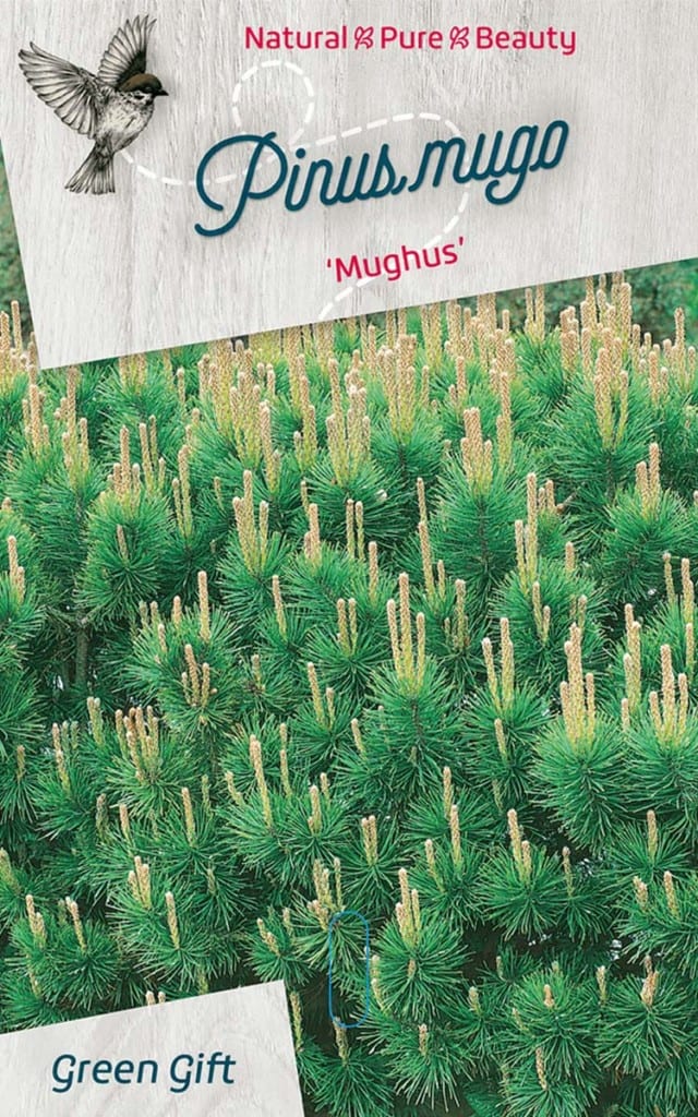 Pinus mugo ‘Mughus’