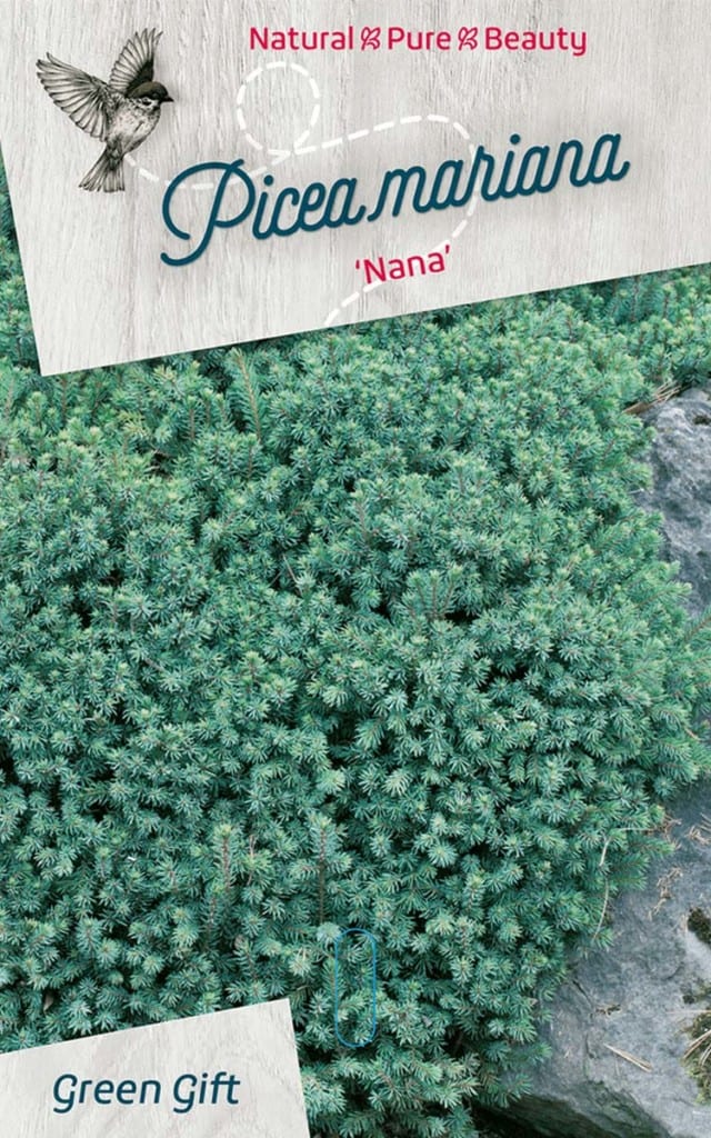 Picea mariana ‘Nana’