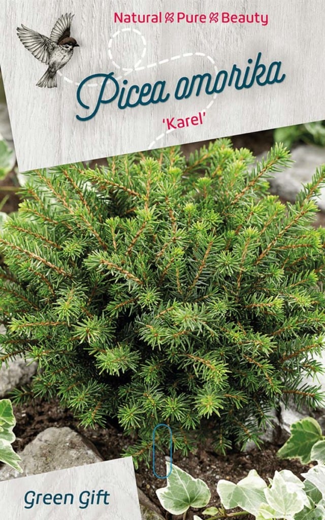 Picea omorika ‘Karel’