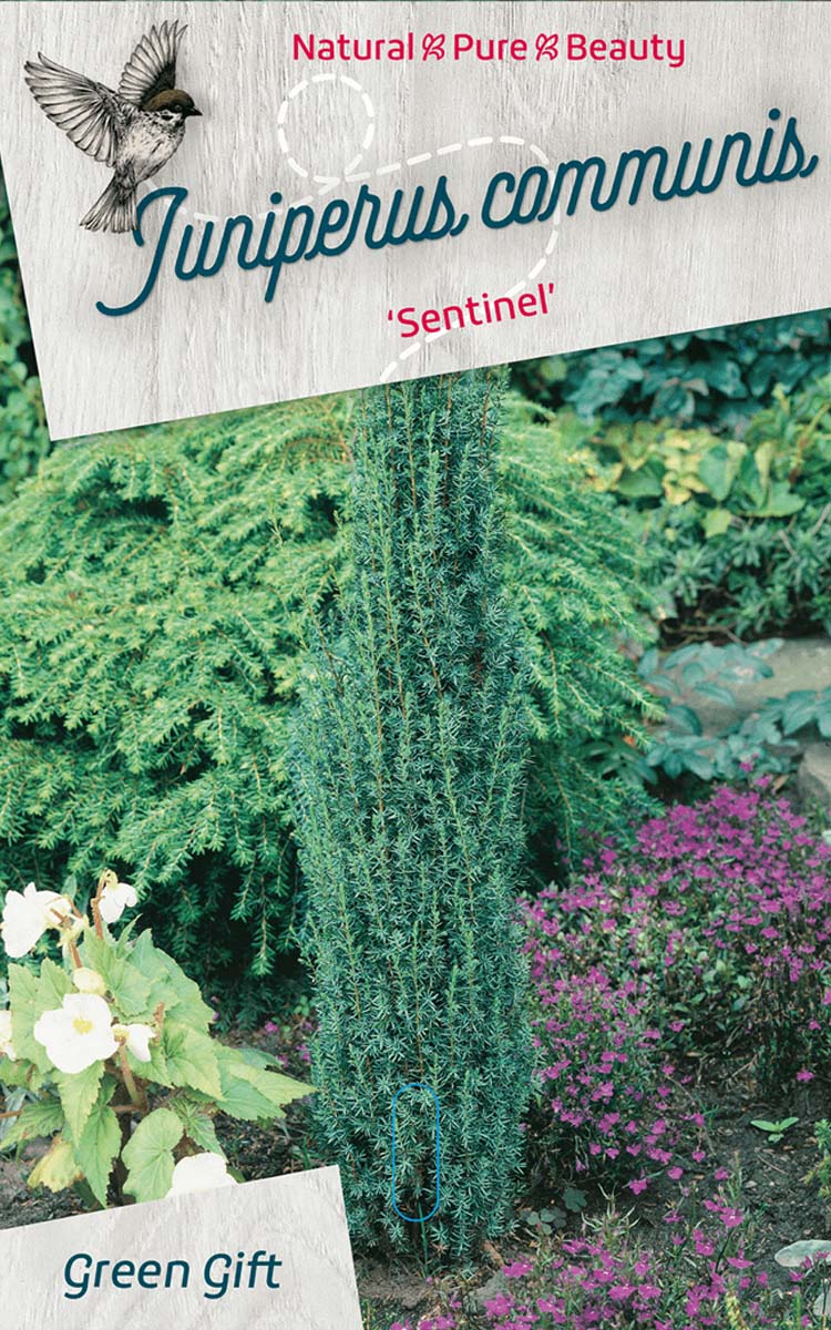 Juniperus communis ‘Sentinel’