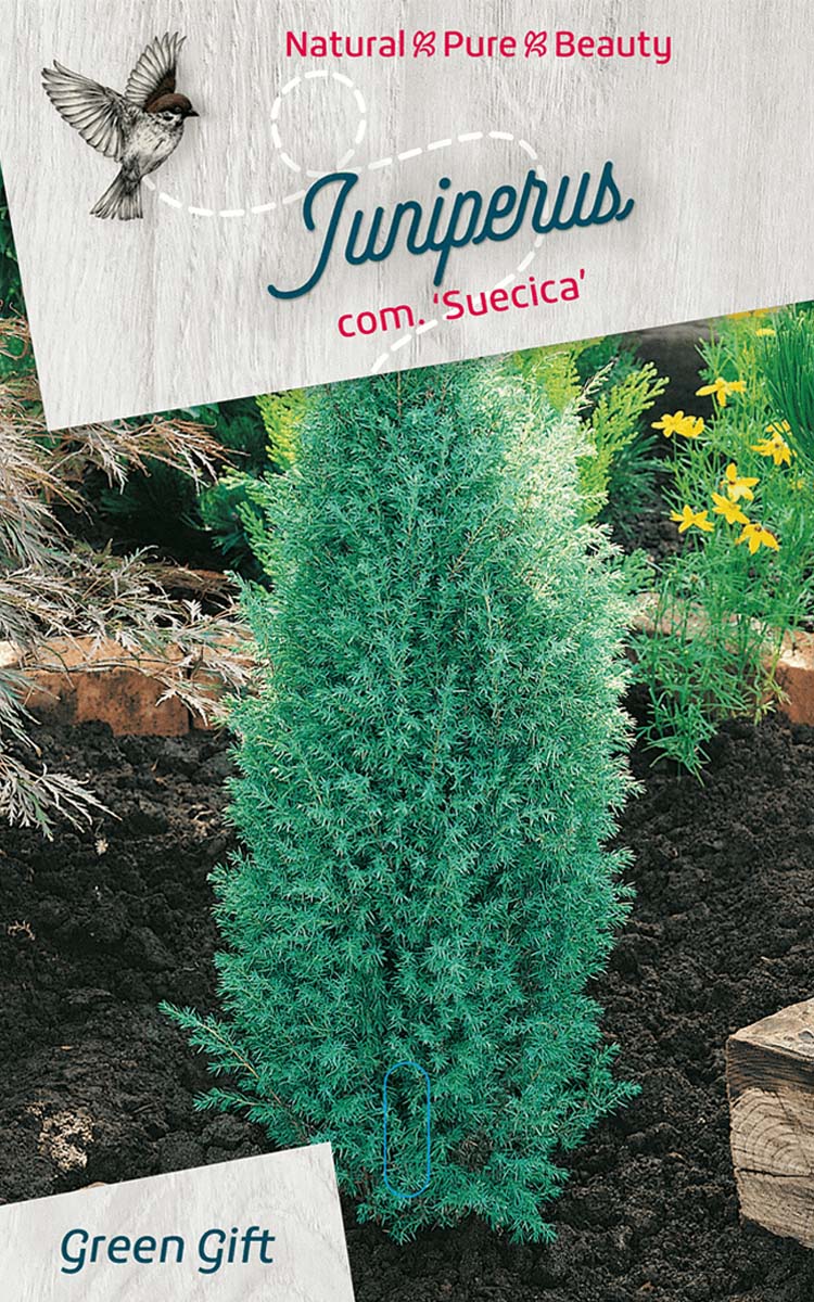 Juniperus com. ‘Suecica’