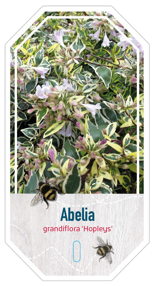 Abelia Grandiflora Hopleys