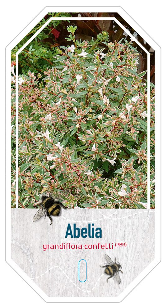 Abelia Graniflora Confetti