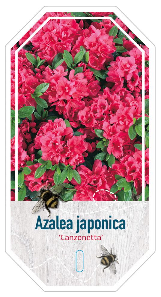 Azalea Japonica Canzonetta
