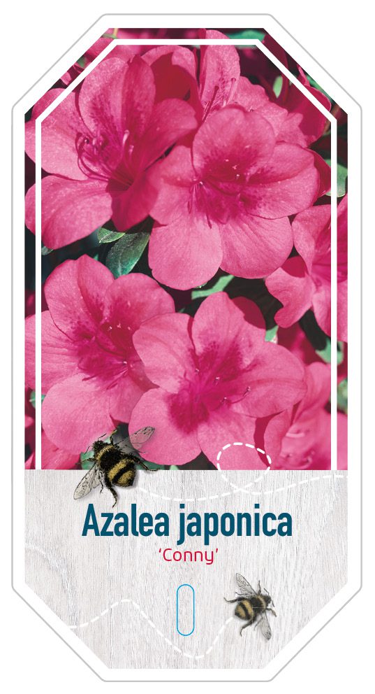 Azalea Japonica Conny