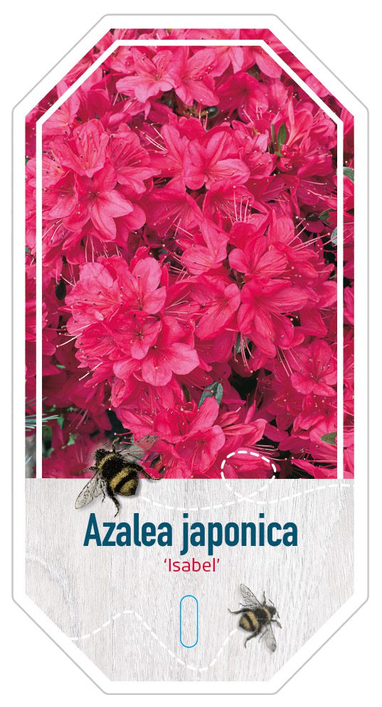 Azalea Japonica Isabel