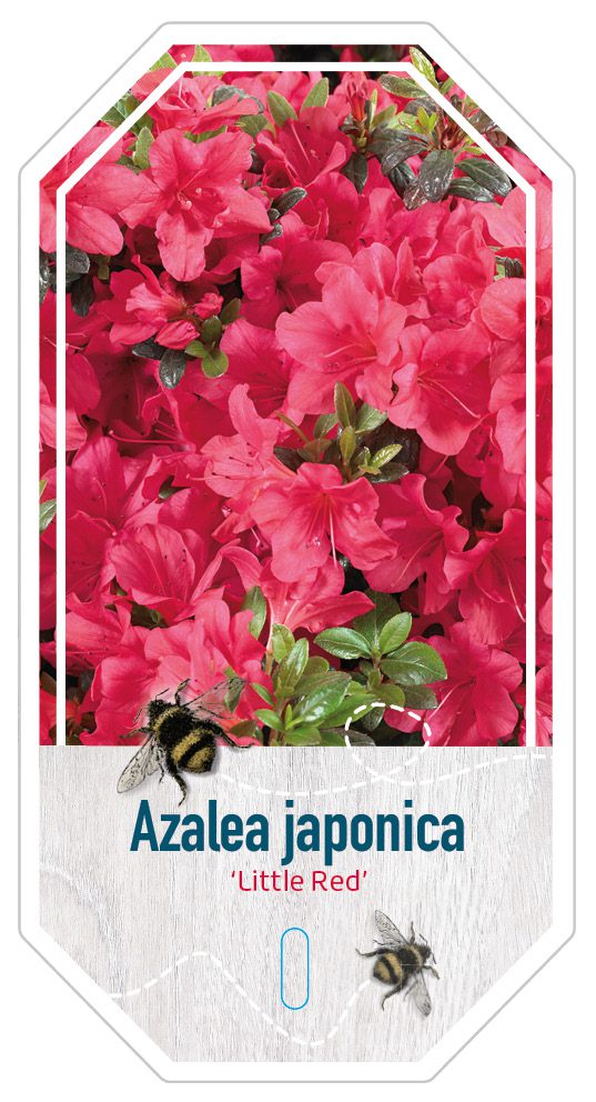 Azalea Japonica Little Red