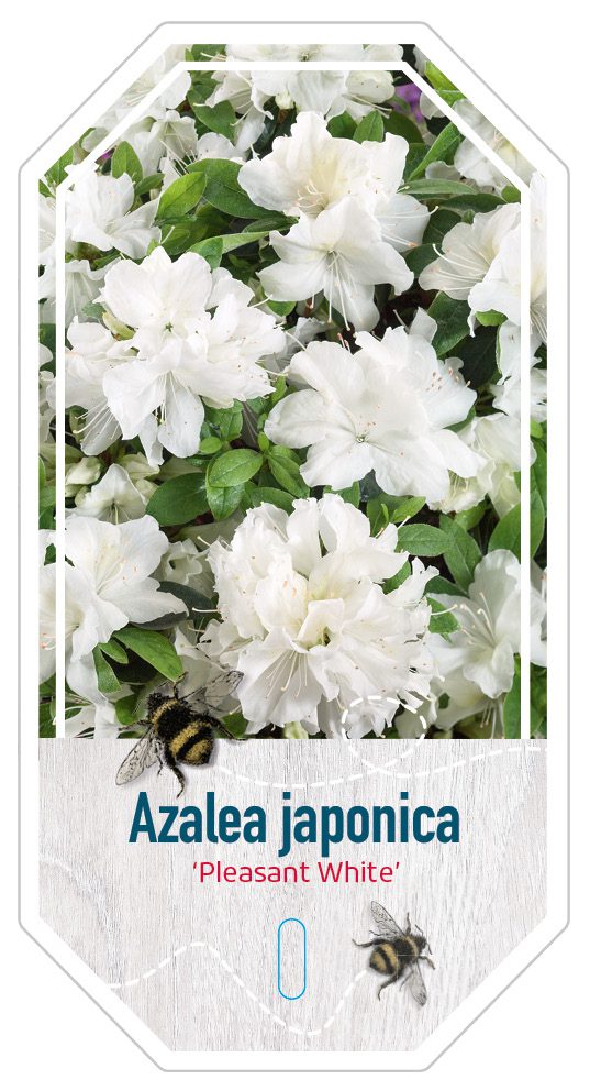 Azalea Japonica Pleasant White