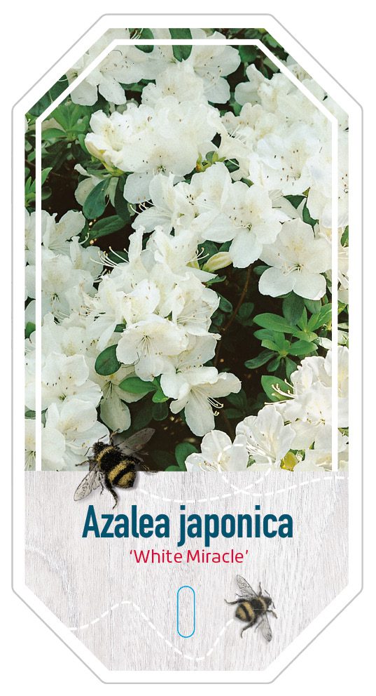 Azalea Japonica White Miracle