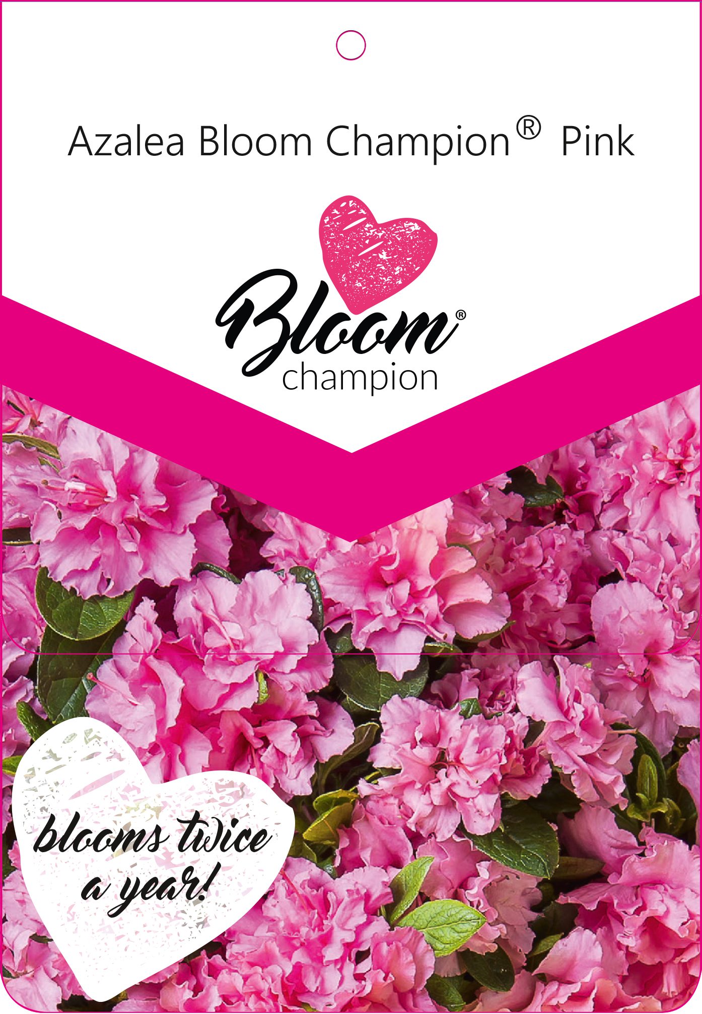 BloomChampion Pink