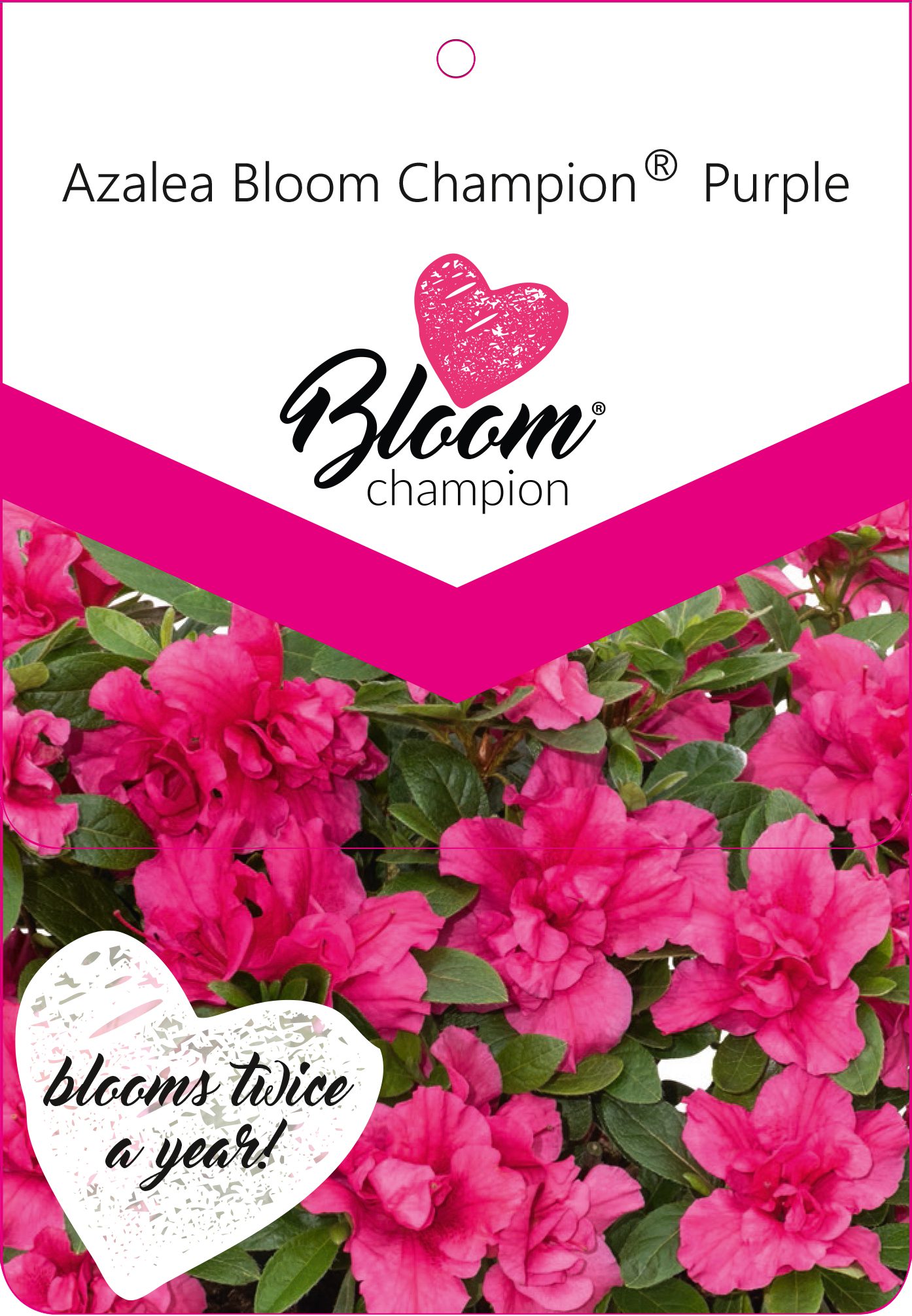 BloomChampion Purple