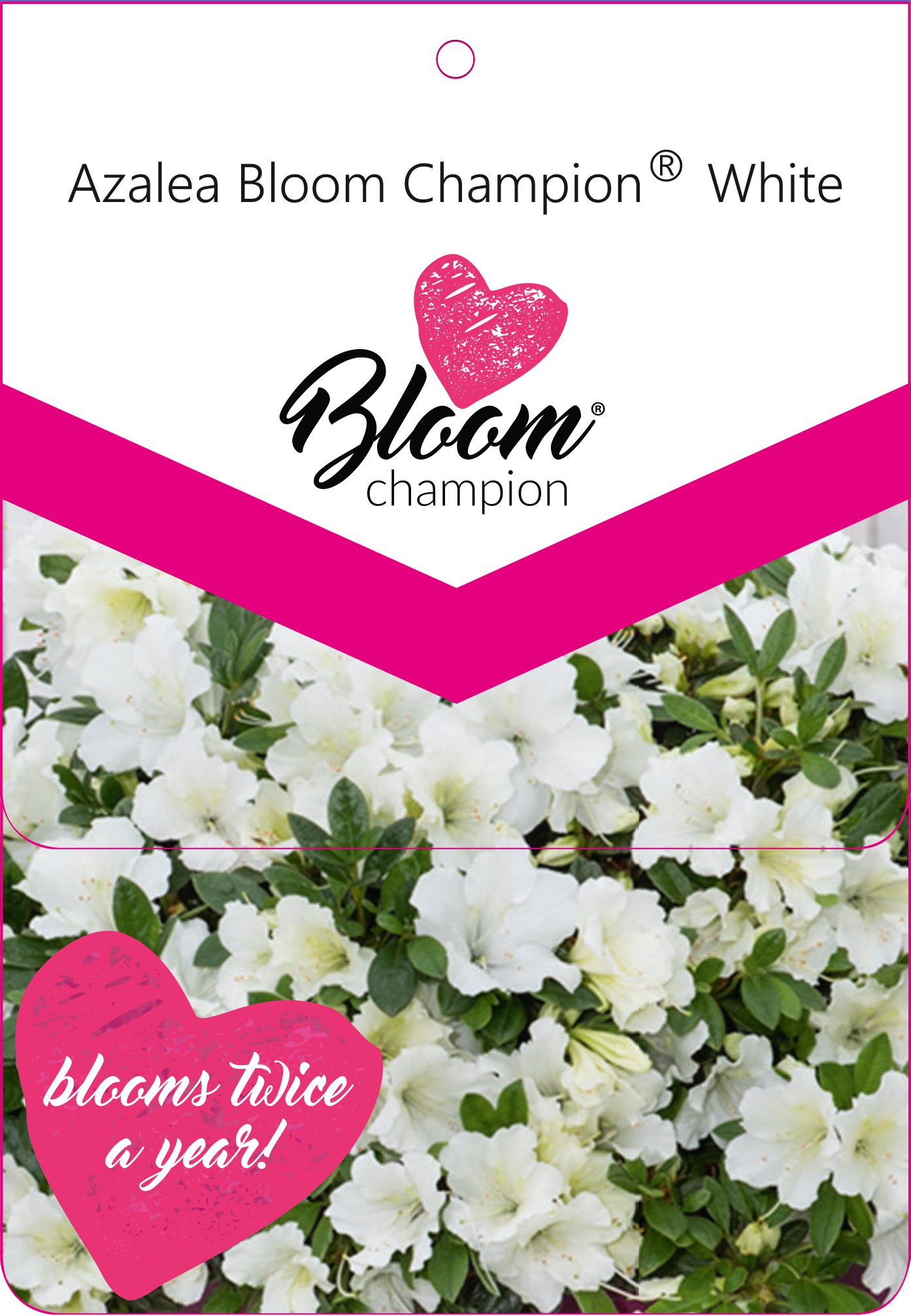 BloomChampion White