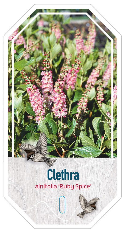 Clethra Alnifola ruby Spice