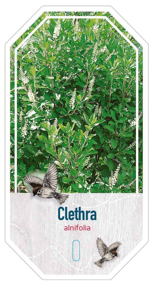 Clethra Alnifolia