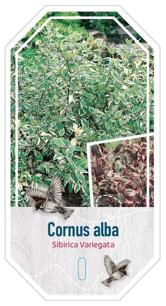Cornus Alba Siberica Variegata