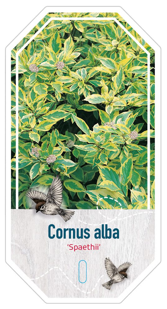 Cornus Alba Spaethii
